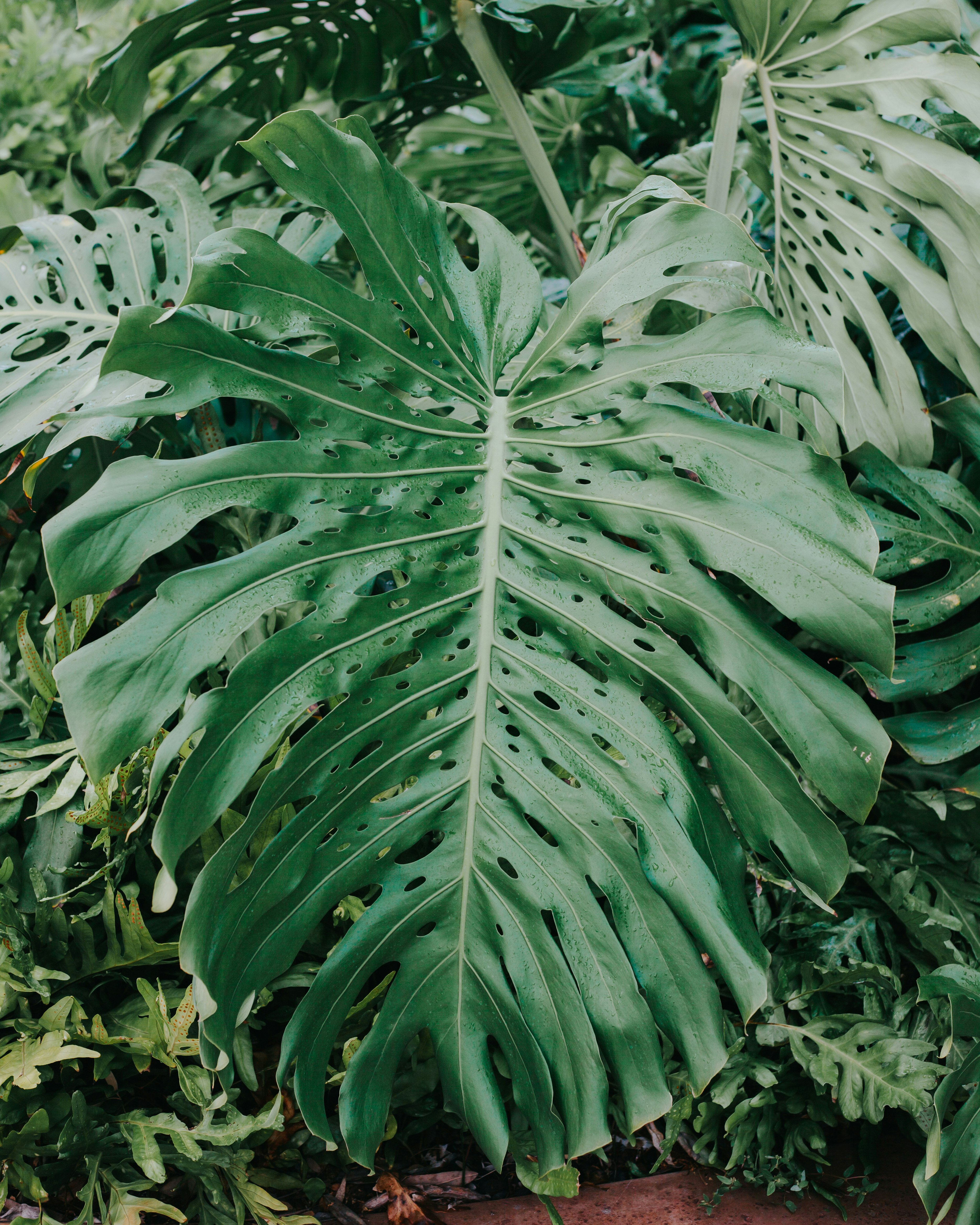 green leaf plant during daytime